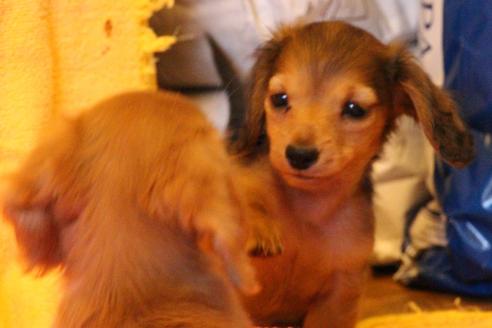 成約済の愛知県のカニンヘンダックスフンド(ロングヘアード)-44083の1枚目