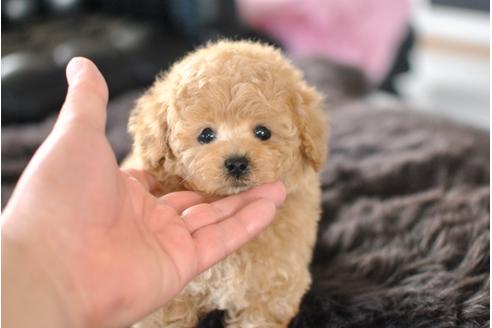 成約済の茨城県のトイプードル-46126の3枚目