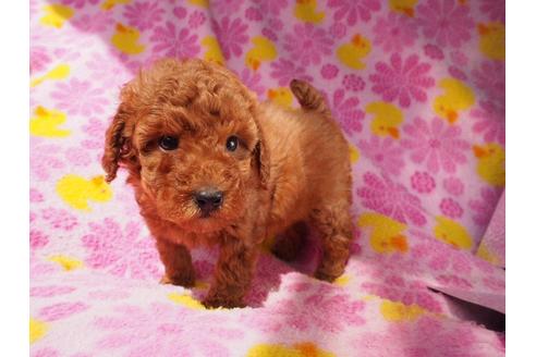成約済の茨城県のトイプードル-46159の4枚目