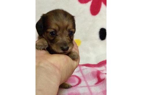 成約済の大分県のカニンヘンダックスフンド(ロングヘアード)-46174の2枚目