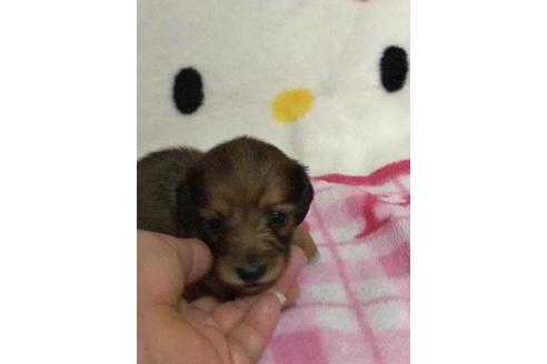 成約済の大分県のカニンヘンダックスフンド(ロングヘアード)-46174の1枚目