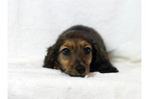 成約済の兵庫県のカニンヘンダックスフンド(ロングヘアード)-46180の1枚目