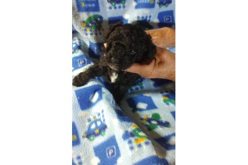 成約済の熊本県のトイプードル-46182の2枚目