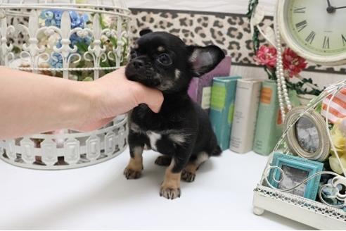子犬