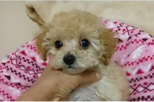 成約済の愛知県のトイプードル-45010の4枚目