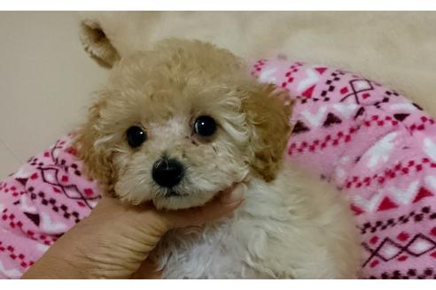 成約済の愛知県のトイプードル-45010の3枚目