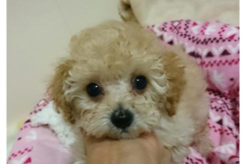 成約済の愛知県のトイプードル-45010の2枚目