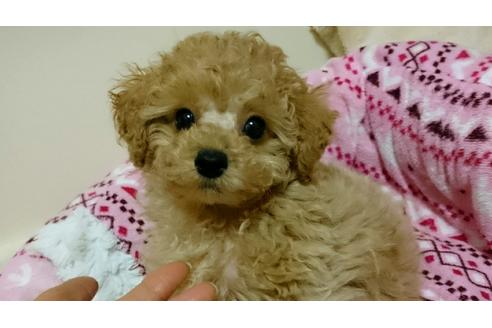 成約済の愛知県のトイプードル-45009の2枚目