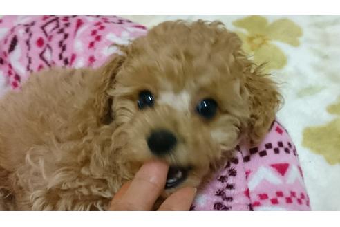 成約済の愛知県のトイプードル-45009の1枚目