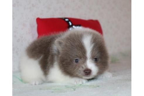 成約済の埼玉県のポメラニアン-46234の2枚目