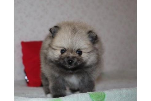 成約済の埼玉県のポメラニアン-46240の2枚目