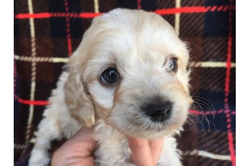 成約済の茨城県のミックス犬-46245の4枚目