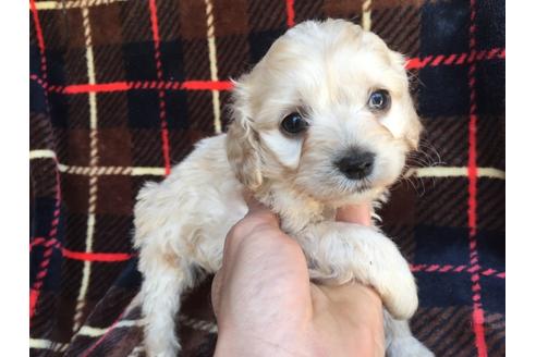 成約済の茨城県のミックス犬-46245の5枚目