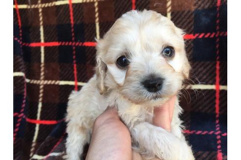 成約済の茨城県のミックス犬-46245の1枚目