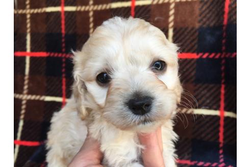 成約済の茨城県のミックス犬-46245の2枚目