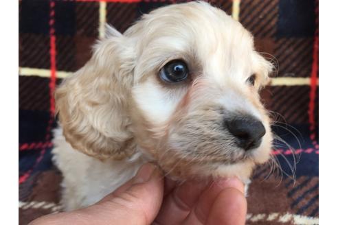 成約済の茨城県のミックス犬-46246の3枚目