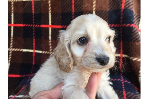 成約済の茨城県のミックス犬-46246の4枚目