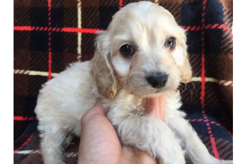 成約済の茨城県のミックス犬-46246の1枚目