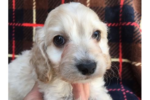 成約済の茨城県のミックス犬-46246の2枚目