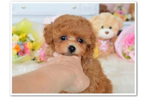 成約済の岩手県のティーカッププードル-46262の3枚目