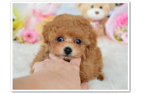 成約済の岩手県のティーカッププードル-46262の1枚目