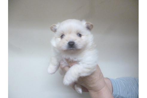 成約済の福岡県のポメラニアン-46268の4枚目