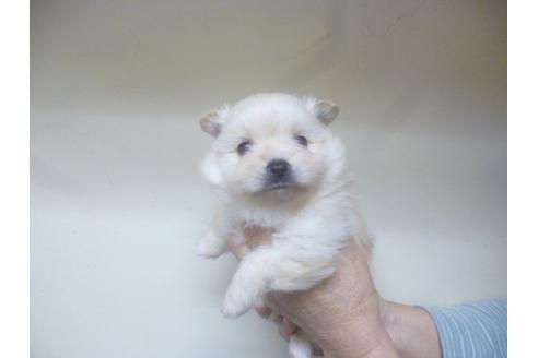 成約済の福岡県のポメラニアン-46268の5枚目