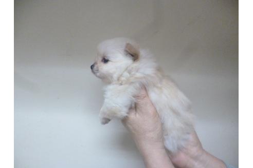 成約済の福岡県のポメラニアン-46268の1枚目