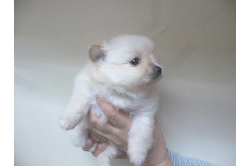 成約済の福岡県のポメラニアン-46268の2枚目