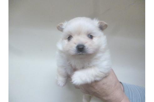 成約済の福岡県のポメラニアン-46268の3枚目