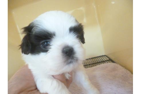 成約済の福岡県のシーズー-46269の5枚目