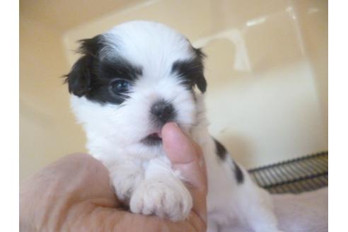 成約済の福岡県のシーズー-46269の2枚目