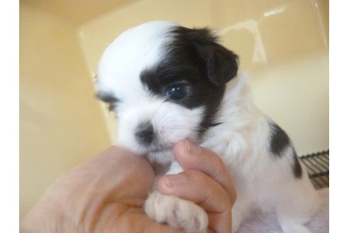 成約済の福岡県のシーズー-46269の3枚目