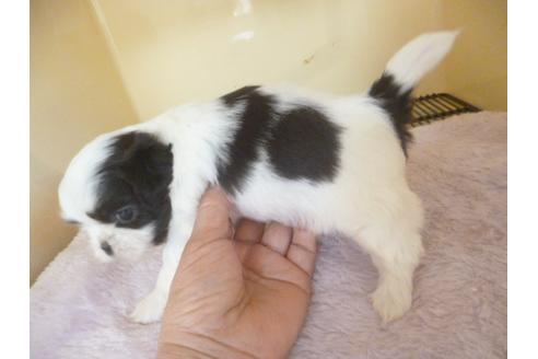 成約済の福岡県のシーズー-46269の4枚目