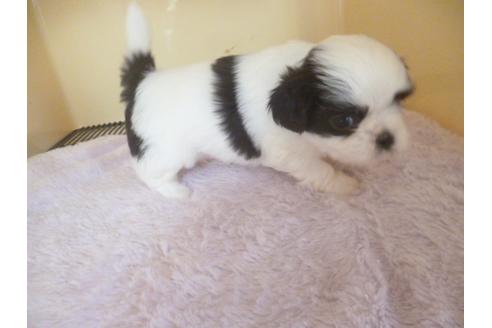 成約済の福岡県のシーズー-46269の1枚目