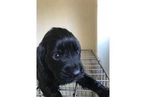 成約済の山口県のミックス犬-46300の1枚目