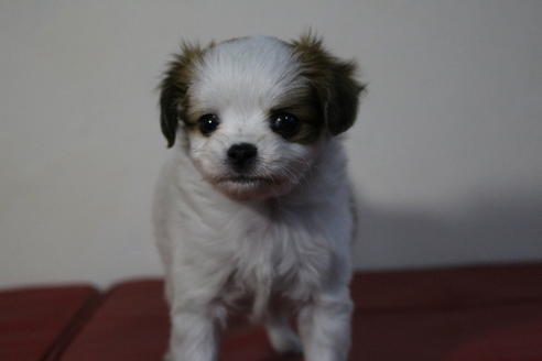 成約済の京都府のミックス犬-46311の3枚目