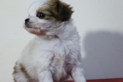 成約済の京都府のミックス犬-46311の1枚目