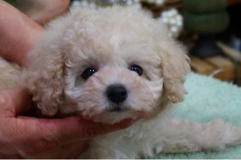 成約済の京都府のトイプードル-45971の1枚目