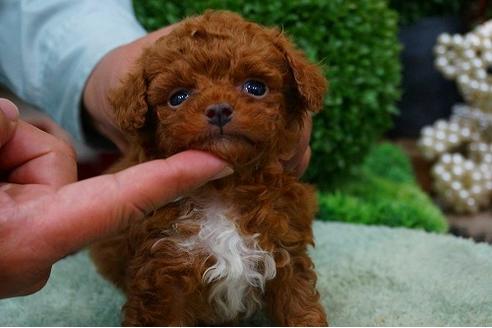 成約済の京都府のトイプードル-45542の2枚目