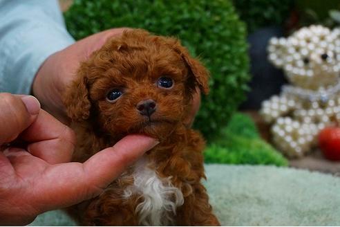 成約済の京都府のトイプードル-45542の1枚目