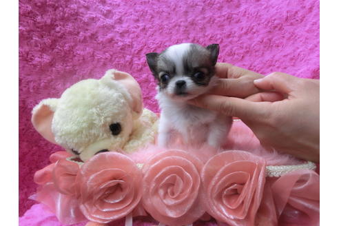 成約済の京都府のチワワ(ロングコート)-46326の3枚目