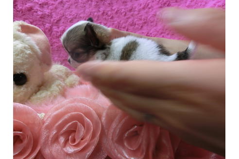 成約済の京都府のチワワ(ロングコート)-46326の2枚目