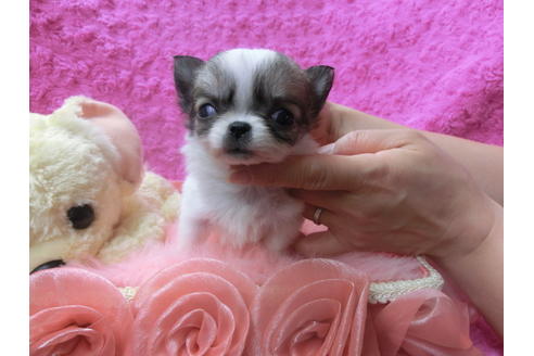 成約済の京都府のチワワ(ロングコート)-46326の1枚目