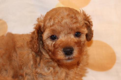 成約済の愛知県のトイプードル-45273の5枚目