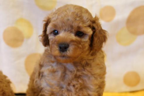 成約済の愛知県のトイプードル-45273の4枚目