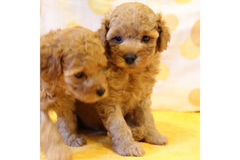 成約済の愛知県のトイプードル-45273の3枚目