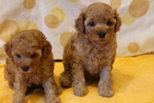 成約済の愛知県のトイプードル-45273の2枚目