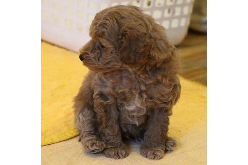 成約済の愛知県のトイプードル-45274の5枚目