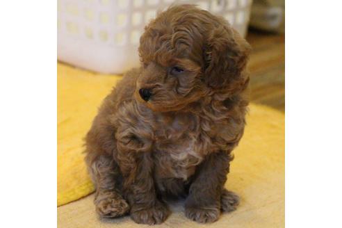 成約済の愛知県のトイプードル-45274の4枚目